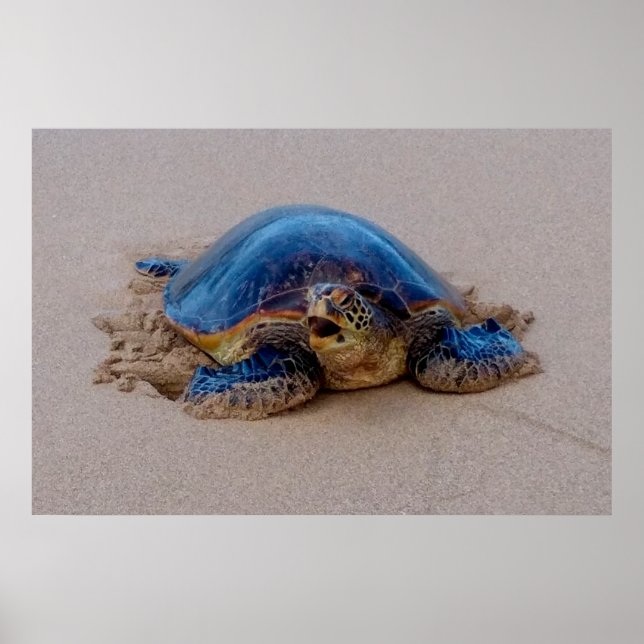 Affiche Yawning Tortue de mer (Devant)