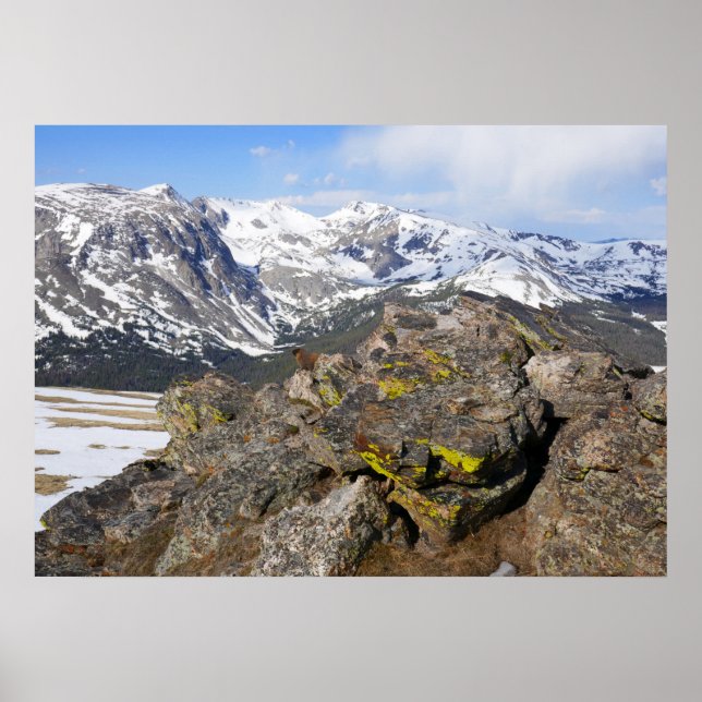 Affiche Yellow-Bellied Marmot Gazing at Rocky Mountains (Devant)