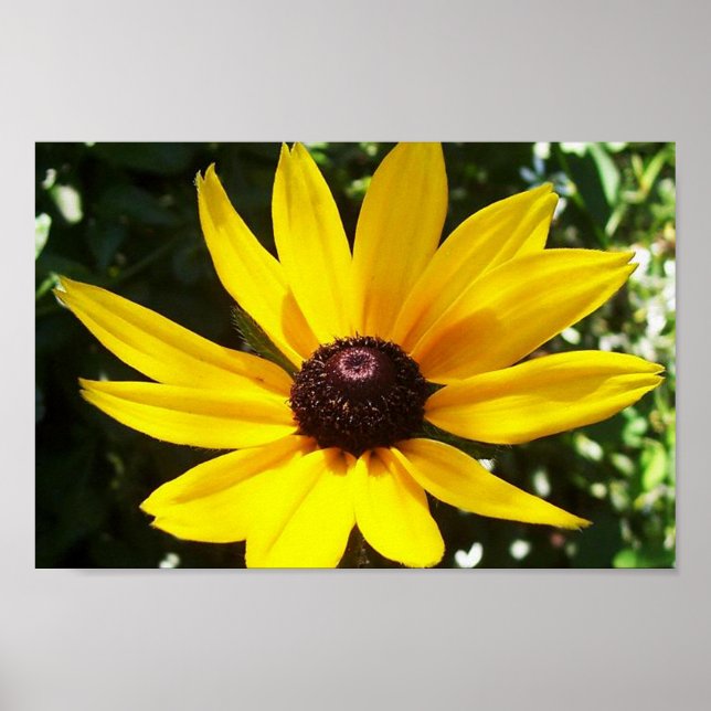 Affiche Yellow Daisy (Devant)