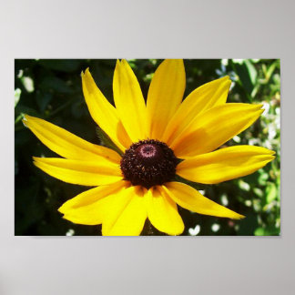 Affiche Yellow Daisy