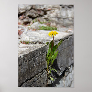 Affiche Yellow dandelion in spring