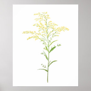 Affiche yellow early goldenrod watercolor painting