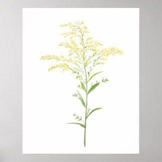 Affiche yellow early goldenrod watercolor painting