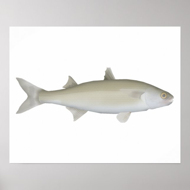 Affiche Yellow Eye Mullet (Devant)