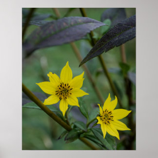 Affiche Yellow Fall Flower