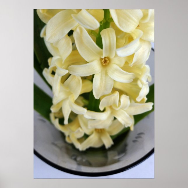 Affiche yellow hyacinth (Devant)