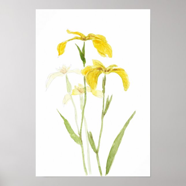 Affiche yellow iris  watercolour flowers  (Devant)