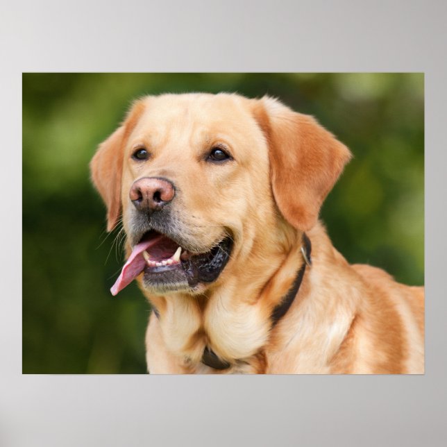 Affiche Yellow Labrador Retriever Dog - Lab (Devant)