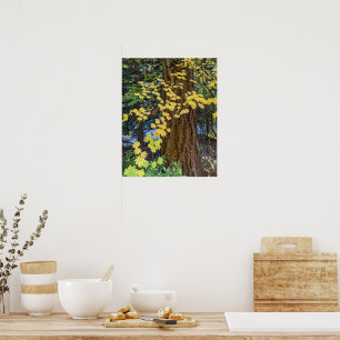 Affiche Yellow Maple Leaves and Douglas Fir Photo