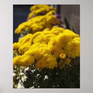 Affiche Yellow marigolds bask in sunlight