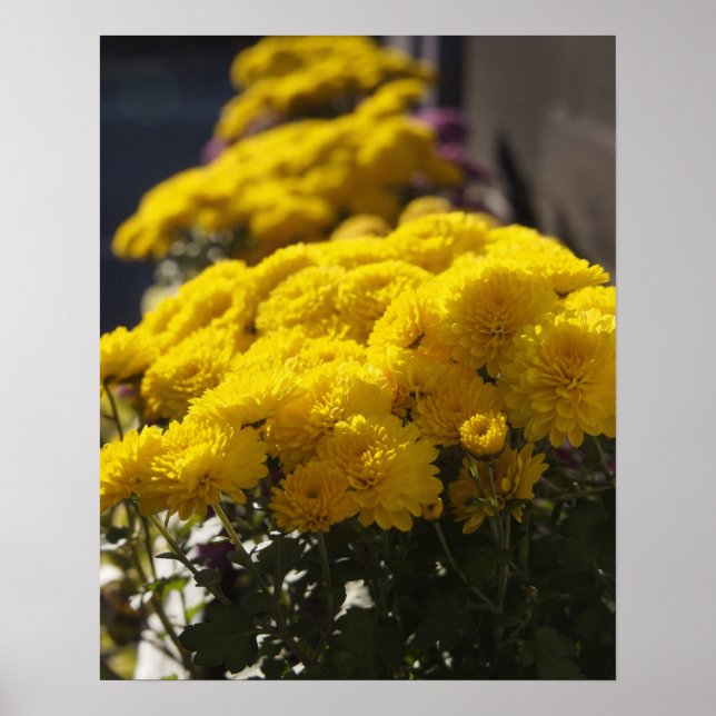 Affiche Yellow marigolds bask in sunlight (Devant)