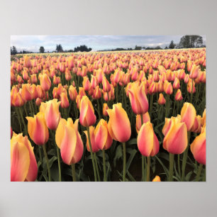 Affiche Yellow & Pink Tulip Field, Oregon