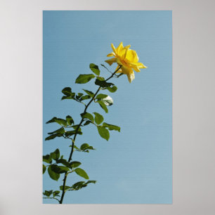 Affiche Yellow Rose
