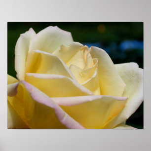 Affiche Yellow Rosebud Flower