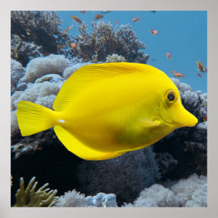 Affiche Yellow Tang