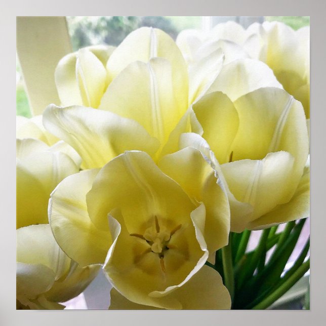 Affiche Yellow Tulip Bouquet (Devant)