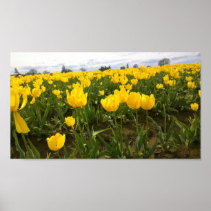 Affiche Yellow Tulip Field