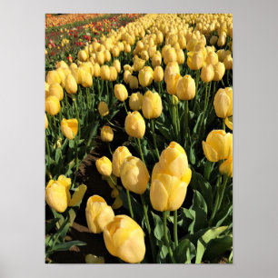 Affiche Yellow Tulips à Field, Oregon