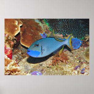 Affiche Yellowfin Triggerfish