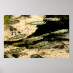 Affiche Yellowstone Cutthroat Trout School
