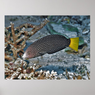 Affiche Yellowtail Wrasse