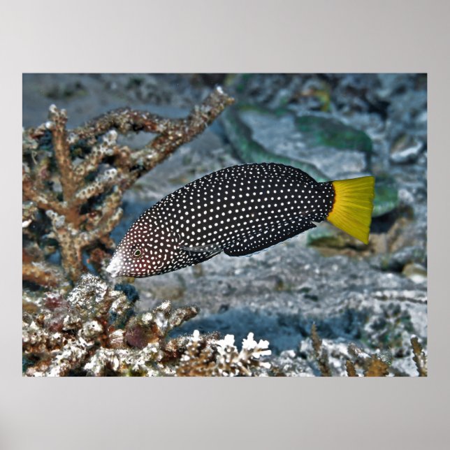 Affiche Yellowtail Wrasse (Devant)