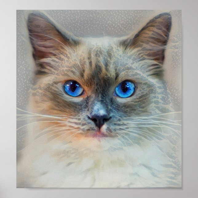 Affiche Yeux bleu chat siamois (Devant)