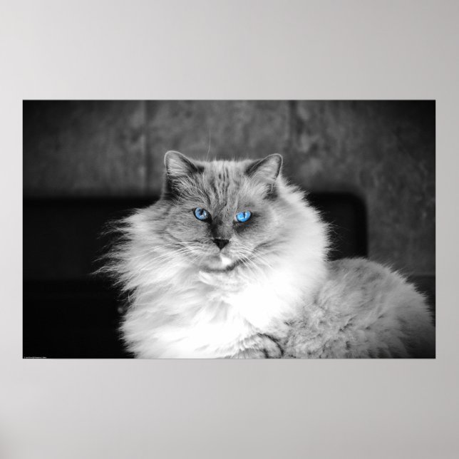 Affiche Yeux bleus, (Devant)