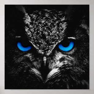 Affiche Yeux bleus de hibou