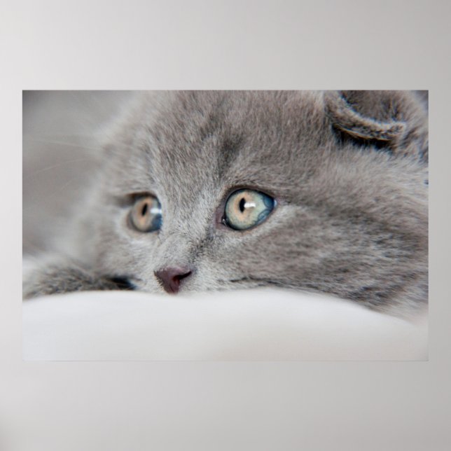 Affiche Yeux de chat (Devant)