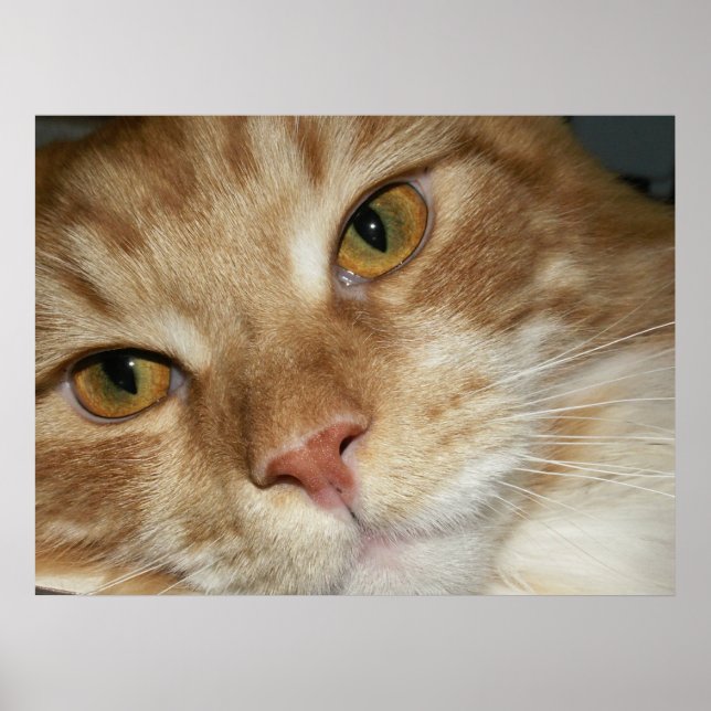 Affiche Yeux de chat orange (Devant)