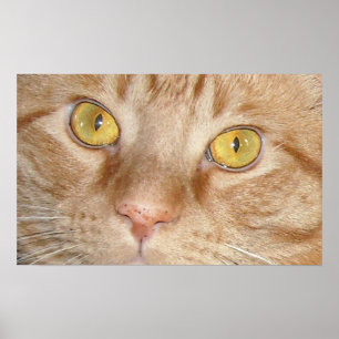 Affiche Yeux de chat Tabby Orange