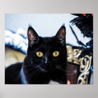 Affiche yeux de chaton magique