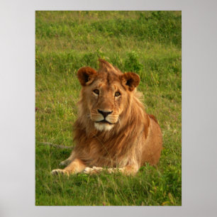 Affiche Yeux de lions