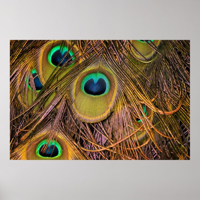 Affiche Yeux de Plume de Paon (Devant)