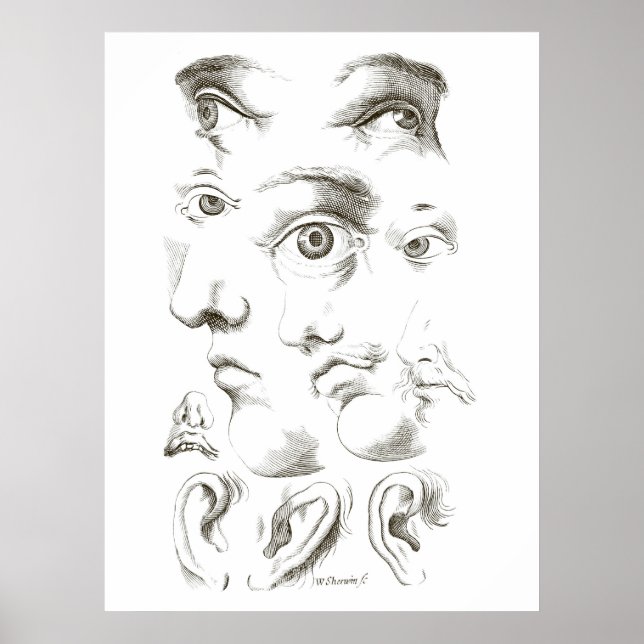 Affiche Yeux, Profil, Dessin des oreilles, 17ème siècle, v (Devant)