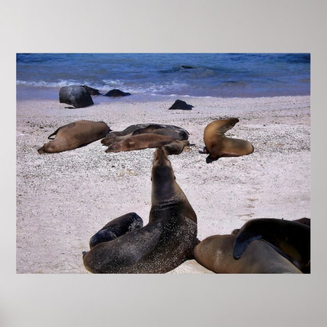 Affiche Yogo de lion de mer (Devant)