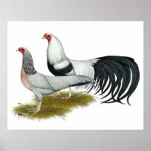 Affiche Yokohama : Paire de caniche d'argent