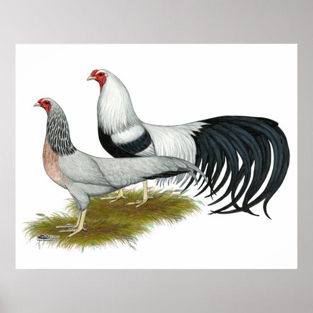 Affiche Yokohama : Paire de caniche d'argent (Devant)