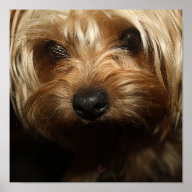 Affiche Yorkie (Devant)