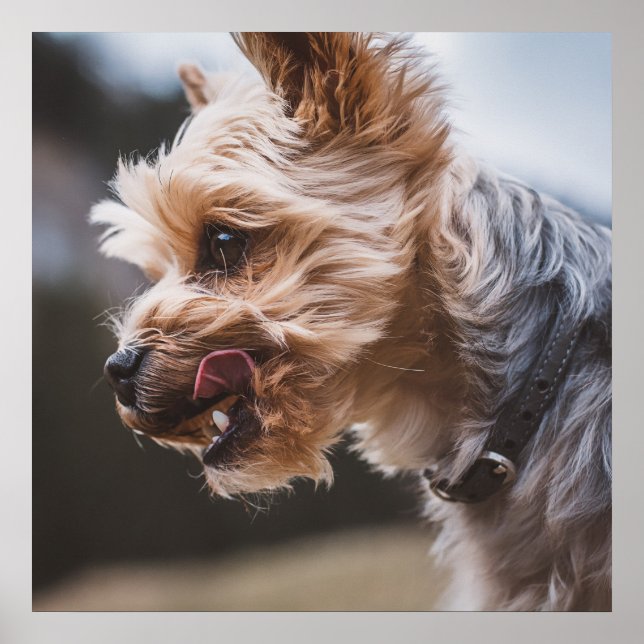Affiche Yorkshire Terrier (Devant)
