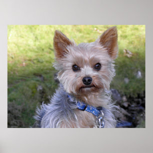Affiche Yorkshire Terrier