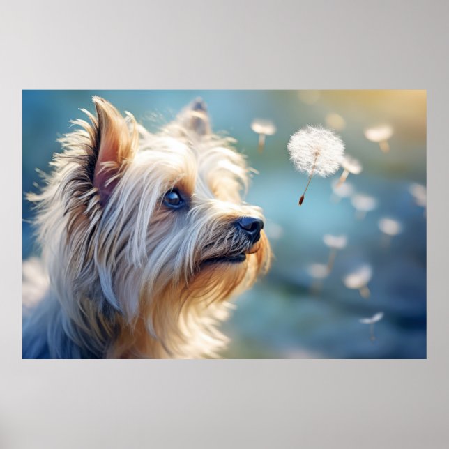 Affiche Yorkshire Terrier chien animal animal animal anima (Devant)