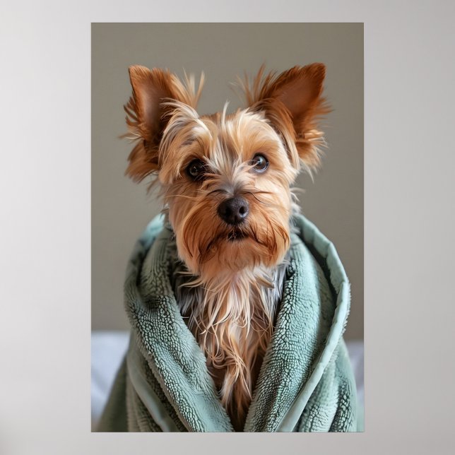 Affiche Yorkshire Terrier en robe de bain, salle de bain c (Devant)