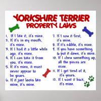 YORKSHIRE TERRIER PL2
