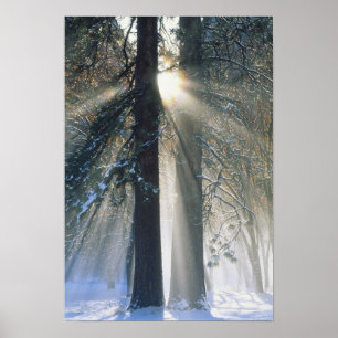 Affiche Yosemite National Park - Sun rays streaming