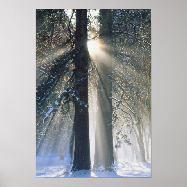 Affiche Yosemite National Park - Sun rays streaming (Devant)