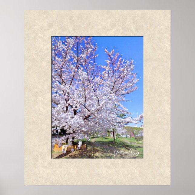 Affiche Yoshino Cherry (Devant)