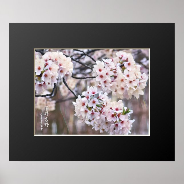 Affiche Yoshino Cherry (Devant)