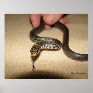 Affiche Young Black Racer